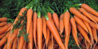 Bund frische Karotten
