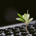Pflanze wächst Tastatur